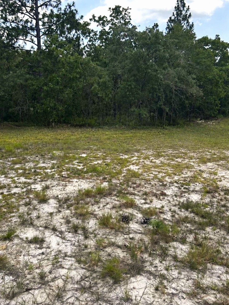 Ground view of the 21-acre Rutherford Campus land with native trees, sandy soil and open space for future healing environments